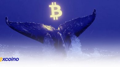 سود 231778 درصدی یک نهنگ از بیتکوین، پس از 11 سال