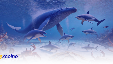 ظهور 61 آدرس جدید بیتکوین با موجودی 1000 تا 10000 BTC در سال 2024!