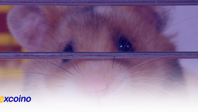 کاهش شدید ارزش توکنهای Hamster Kombat و Catizen در بازار تلگرام